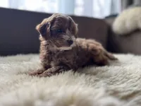 Daisy, a female Miniature Goldendoodle for sale in Barrington, IL – Photo 2 of 5