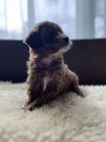 Daisy, a female Miniature Goldendoodle for sale in Barrington, IL – Photo 4 of 5