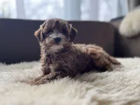 Daisy, a female Miniature Goldendoodle for sale in Barrington, IL – Photo 3 of 5