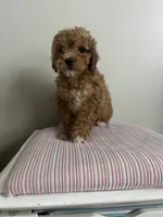 Cavapoo Female 2, a female Cavalier King Charles Spaniel and Poodle - Toy  for sale in Barrington, IL – 2 of 3