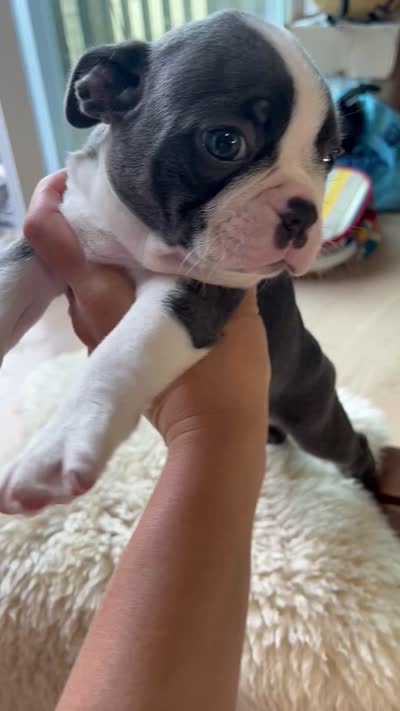 Benny, a male Boston Terrier for sale in Barrington, IL – 6 of 6