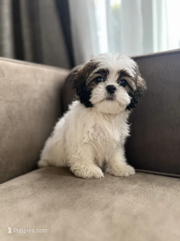 Butter – Bichon Frise, Shih Tzu puppy for sale in Barrington, IL
