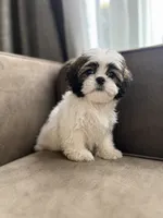 Butter, a male Bichon Frise and Shih Tzu for sale in Barrington, IL – 1 of 4
