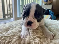 Benny, a male Boston Terrier for sale in Barrington, IL – 3 of 6