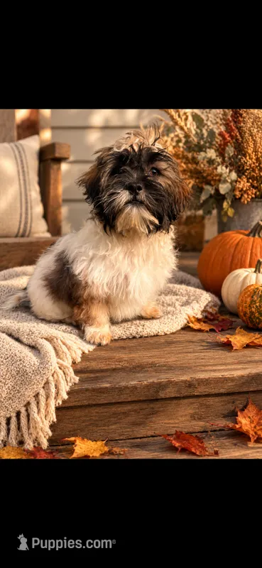 Molly – Bichon Frise, Shih Tzu puppy for sale in Barrington, IL