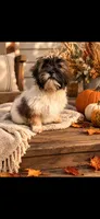 Molly, a female Bichon Frise and Shih Tzu for sale in Barrington, IL – 1 of 2
