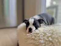 Poppy, a female Boston Terrier for sale in Barrington, IL – 1 of 7