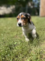Suzie, a female Beagle for sale in Barrington, IL – 2 of 3