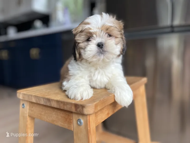 Basil – Shichon puppy for sale in Barrington, IL