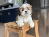 Basil, a female Shichon for sale in Barrington, IL – 1 of 4