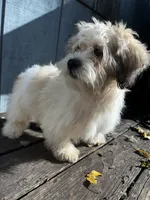 Tyler, a male Shichon for sale in Barrington, IL – 2 of 3