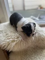 Phoebe, a female Boston Terrier for sale in Barrington, IL – 5 of 5