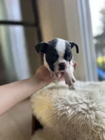 Phoebe, a female Boston Terrier for sale in Barrington, IL – 3 of 5