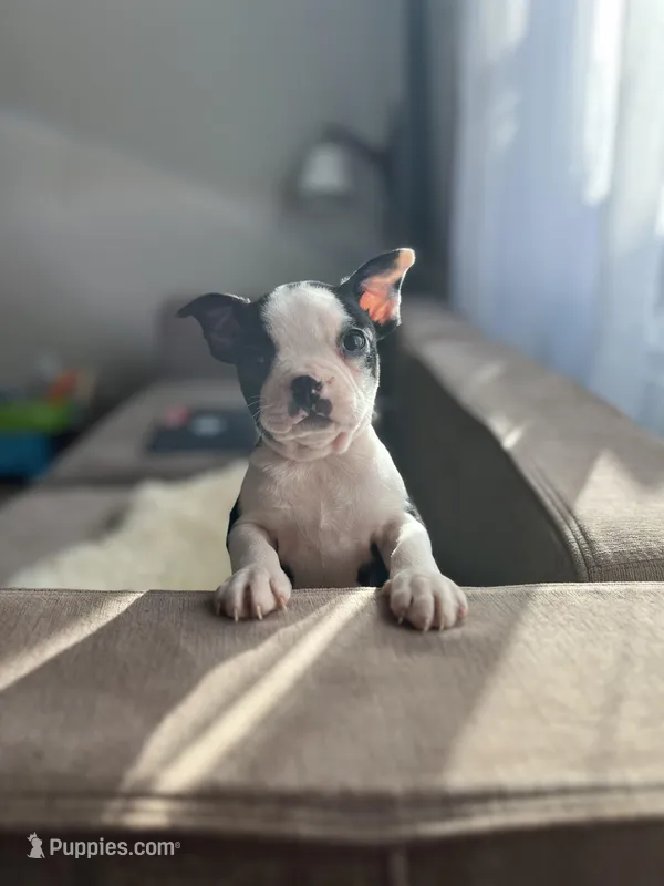 Nani – Boston Terrier puppy for sale in Barrington, IL