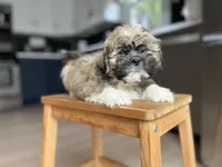 Pepper, a male Shichon for sale in Barrington, IL – 2 of 4