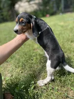 Suzie, a female Beagle for sale in Barrington, IL – 3 of 3