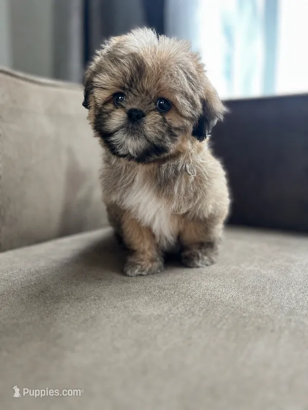 Peanut – Bichon Frise, Shih Tzu puppy for sale in Barrington, IL