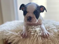 Pearl, a female Boston Terrier for sale in Barrington, IL – 2 of 6
