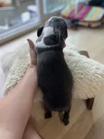 Benny, a male Boston Terrier for sale in Barrington, IL – 4 of 6
