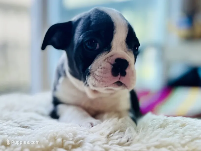 Benny – Boston Terrier puppy for sale in Barrington, IL