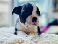 Benny, a male Boston Terrier for sale in Barrington, IL – 1 of 6