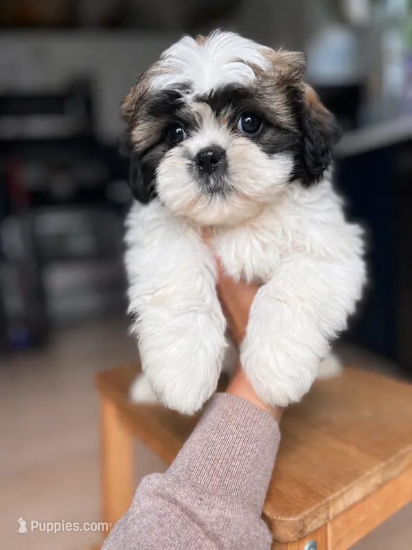 Mint – Shichon puppy for sale in Barrington, IL