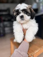 Mint, a female Shichon for sale in Barrington, IL – 1 of 3