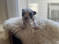 Pearl, a female Boston Terrier for sale in Barrington, IL – 5 of 6
