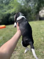 Suzie, a female Beagle for sale in Barrington, IL – 1 of 3