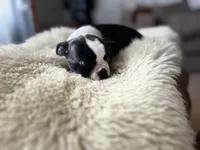 Poppy, a female Boston Terrier for sale in Barrington, IL – 5 of 7