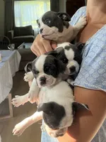 Poppy, a female Boston Terrier for sale in Barrington, IL – 4 of 7