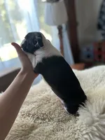 Poppy, a female Boston Terrier for sale in Barrington, IL – 6 of 7