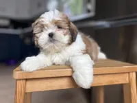 Basil, a female Shichon for sale in Barrington, IL – 3 of 4