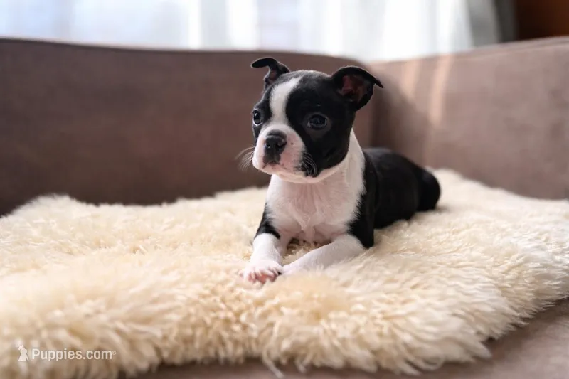 Stitch – Boston Terrier puppy for sale in Barrington, IL