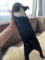 Stitch, a male Boston Terrier for sale in Barrington, IL – Photo 3 of 3