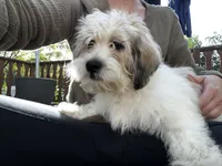 Tyler, a male Shichon for sale in Barrington, IL – 3 of 3
