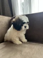 Butter, a male Bichon Frise and Shih Tzu for sale in Barrington, IL – 4 of 4