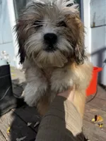 Zara, a female Shichon for sale in Barrington, IL – 2 of 2