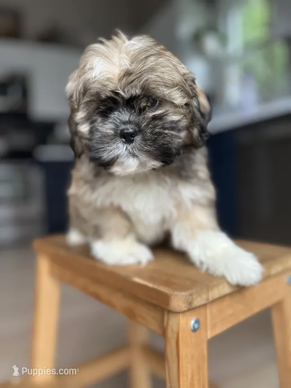 Pepper, a male Shichon for sale in Barrington, IL – 1 of 4