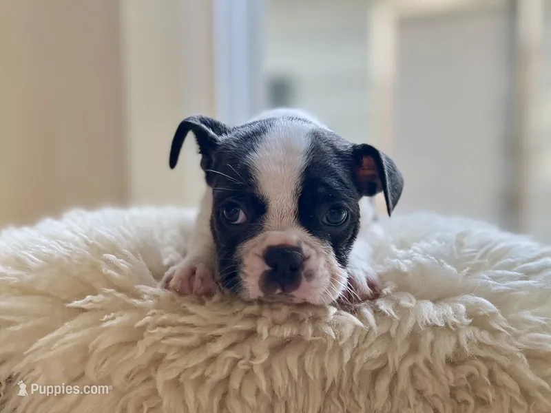 Phoebe – Boston Terrier puppy for sale in Barrington, IL