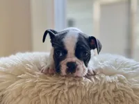 Phoebe, a female Boston Terrier for sale in Barrington, IL – 1 of 5