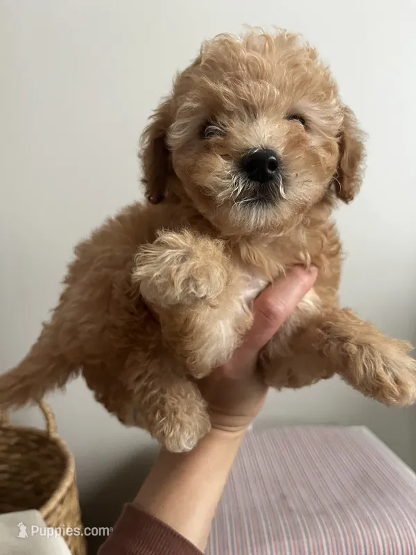 Cavapoo Female 2 – Cavalier King Charles Spaniel, Poodle - Toy  puppy for sale in Barrington, IL