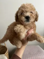 Cavapoo Female 2, a female Cavalier King Charles Spaniel and Poodle - Toy  for sale in Barrington, IL – 1 of 3