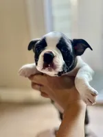 Poppy, a female Boston Terrier for sale in Barrington, IL – 2 of 7