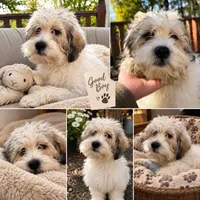 Tyler, a male Shichon for sale in Barrington, IL – 1 of 3