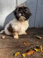 Molly, a female Bichon Frise and Shih Tzu for sale in Barrington, IL – 2 of 2