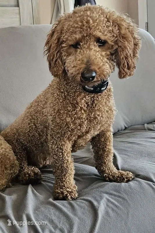 Nani – Miniature Goldendoodle puppy for sale in Barrington, IL