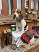 Buddy, a male Beagle for sale in Barrington, IL – 1 of 2