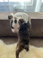 Tyler, a male Boston Terrier and Boxer for sale in Barrington, IL – Photo 3 of 3