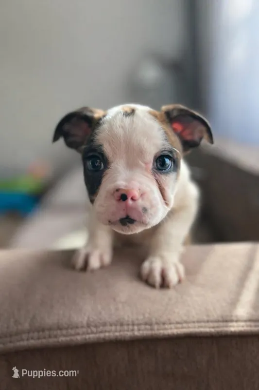 Tyler, a male Boston Terrier and Boxer for sale in Barrington, IL – Photo 1 of 3